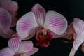 Phalaenopsis IMG_3866 Storczyk